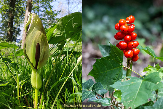 Aronstab Blüte und Frucht Aronstab Blüte und Frucht