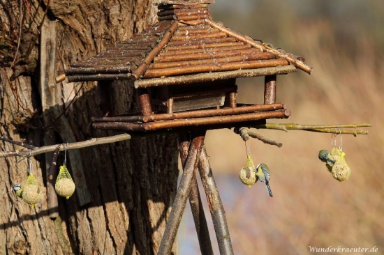 Blaumeisen freuen sich im Winter am Vogelhäuschen über Futter und Sonnenschein